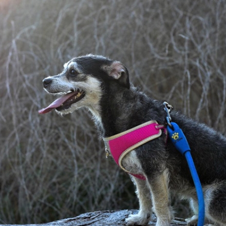 Dog Leash - Product Design and Engineering